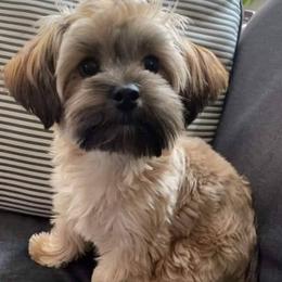 Morkie and Shorkie Puppies from Massachusetts Morkies