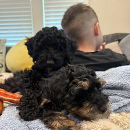 Cockapoo and Goldendoodle Puppies from Jax Doodles