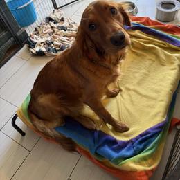 Ruby - Golden Retriever