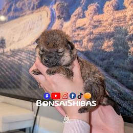 YAMI - Red female Shiba Inu puppy in Minnesota from BonsaiShibas