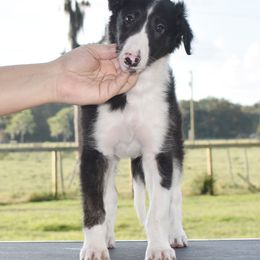 Silken Windhound Puppies from Jennifer Ceballos