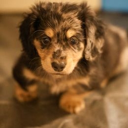 Dachshund Puppies from Ashley Kate’s Doxies
