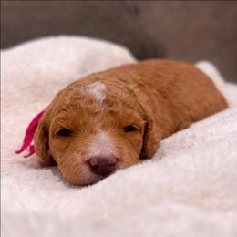 Robin - Apricot female Goldendoodle puppy in Pittsburg, Texas from Grace Springs Goldendoodles