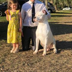 "Baby Dogo Argentino" Dogo Argentino Puppies from Legend Dogos Dogo Argentinos