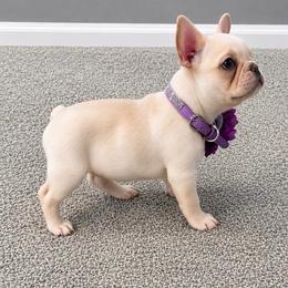 Mazie - Cream female French Bulldog puppy in Redford Township, Michigan from Frenchies That...