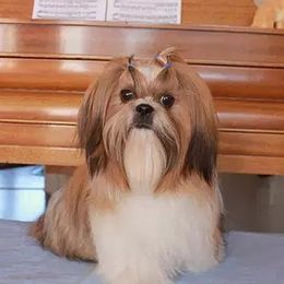 Dasha - Shih Tzu