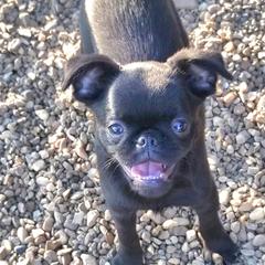Brussels Griffon Puppies from BamaBrussels