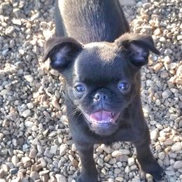Brussels Griffon Puppies from BamaBrussels