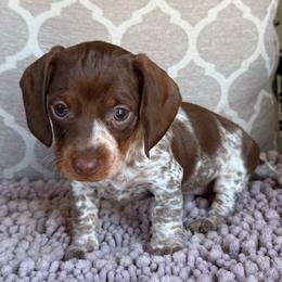 CKC Girl 3 - Piebald female Dachshund puppy in Joshua Tree, California from Desert Dreams Ranch