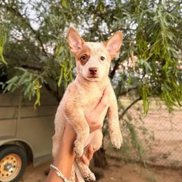 Brûlée - Red speckled female Australian Cattle Dog puppy in Tucson, Arizona from Soqui Ortiz Cattle Ranch