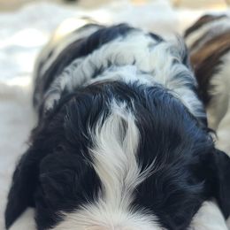Cocker Spaniels and English Springer Spaniels from Mattson Equine Horse & Hound
