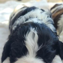 Cocker Spaniels and English Springer Spaniels from Mattson Equine Horse & Hound