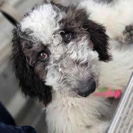 Opel - Black and white female Aussiedoodle puppy in Buffalo, Illinois from Pear Tree Pups