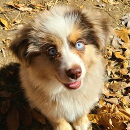 Australian Shepherds, Miniature Australian Shepherds, and Toy Australian Shepherds from Hippie Dog Haven