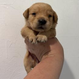 Tortellini - Yellow male Labrador Retriever puppy in Tomahawk, Wisconsin from Mahner Labs