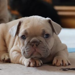 French Bulldog Puppies from Diamond Dog Frenchies