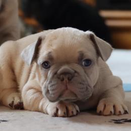 French Bulldog Puppies from Diamond Dog Frenchies
