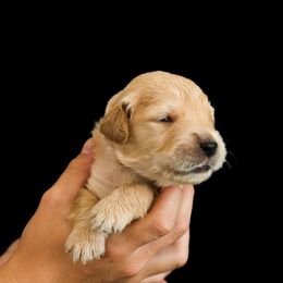 Riply ( Brown collar ) - Dark golden male Golden Retriever puppy in Oregon from A Goldens First Love