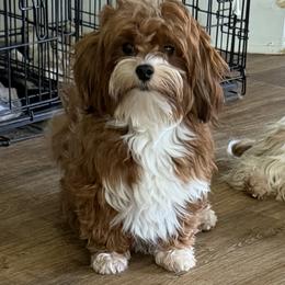 Lucky - Havanese