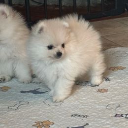 Snowflake - White female Pomeranian puppy in Cullman, Alabama from Dixie Darlings Pomeranians