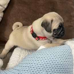 Pug Puppies from PugsncuddlesTN