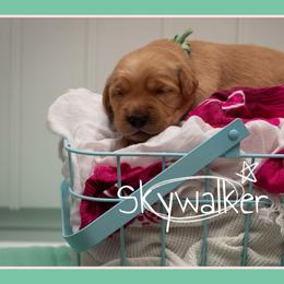 Skywalker (Skye) - Dark golden female Golden Retriever puppy in Driggs, Idaho from SK Golden Retrievers