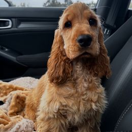 Cocker Spaniel and English Cocker Spaniel Puppies from CuttinBlue Farms