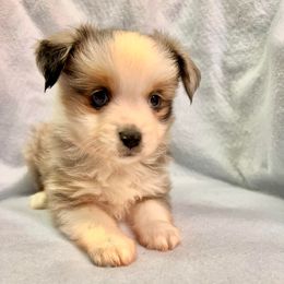 Miniature Australian Shepherds and Toy Australian Shepherds from Happy Puppy Paws