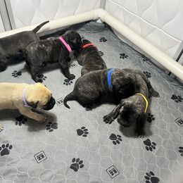 Bullmastiff Puppies from Fernandes’ Guardians Bullmastiff