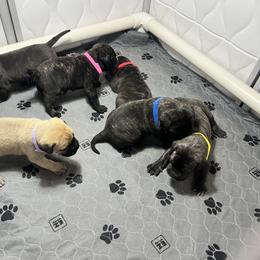 Bullmastiff Puppies from Fernandes’ Guardians Bullmastiff