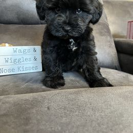 Sadie - Black female Miniature Schnauzer puppy in Stuart, Iowa from Johnson Family Corgis and more