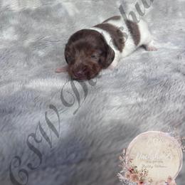 Trixie - Piebald female Dachshund puppy in Lufkin, Texas from CSW Dachshunds