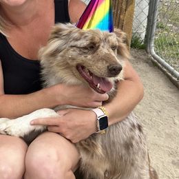 Australian Shepherds from A Triple C Kennel