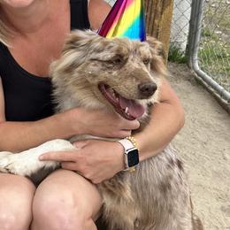 Australian Shepherds from A Triple C Kennel