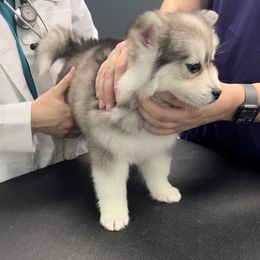 Pomsky Puppies from PomskyParadise