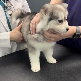 Pomsky Puppies from PomskyParadise