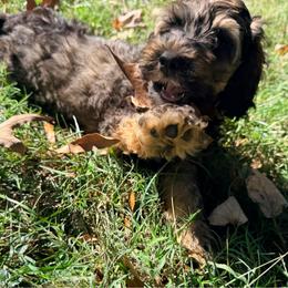 Cider with training - Sable male Cockapoo puppy in Boonville, North Carolina from Doods & Dolls