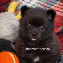 Boromir - Black male Pomeranian puppy in Boca Raton, Florida from Poms of The Shire