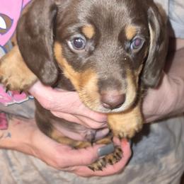 Fang - Chocolate and tan male Dachshund puppy in Antlers, Oklahoma from MoMo's Dachshunds