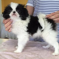 Japanese Chin and Pug Puppies from Ni Kokoro Japanese Chin