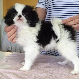 Japanese Chin and Pug Puppies from Ni Kokoro Japanese Chin