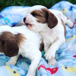 Cavalier King Charles Spaniel Puppies from Jackson's Cavaliers