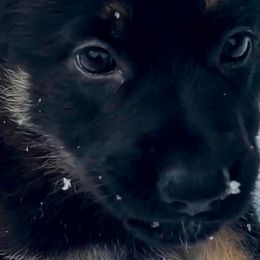 German Shepherd Puppies from Shadow Wraith German Shepherds