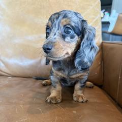 Dachshund Puppies from Breakfast Club Dachshunds
