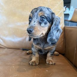 Dachshund Puppies from Breakfast Club Dachshunds