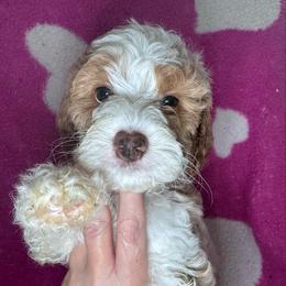 Cherub - Blenheim male Cavapoo puppy in Mount Vernon, Texas from S and J Cavapoos