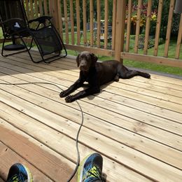 Labrador Retriever All Grown Up from Little River Labradors