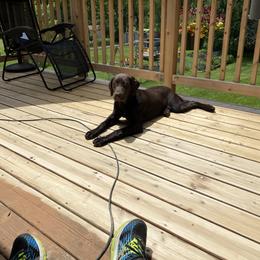 Labrador Retriever All Grown Up from Little River Labradors