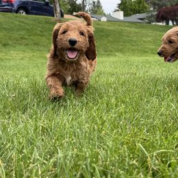 Goldendoodle Puppies from Puppy Love