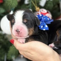 Drake - Tri-color male Bernese Mountain Dog puppy in Yuciapa, California from AlltheDoodlez_